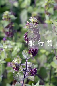 银行贷款逾期未还冻结账户 银行贷款逾期未还冻结账户