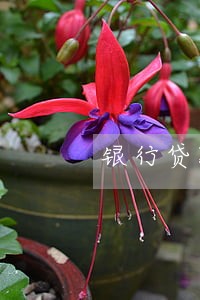 银行贷款逾期法院 银行贷款逾期法院