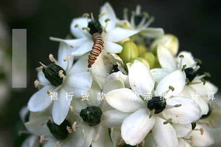 银行贷款逾期滞纳金计算