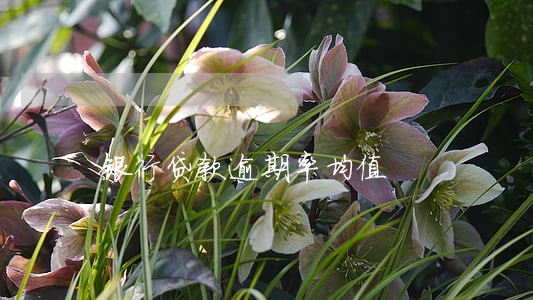 银行贷款逾期率均值 银行贷款逾期率均值