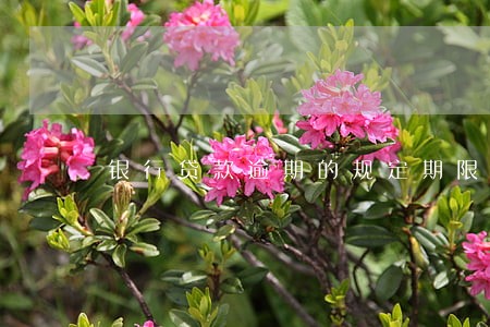 银行贷款逾期的规定期限 银行贷款逾期的规定期限