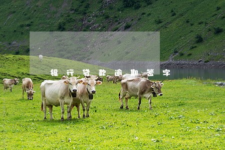 银行贷款逾期签字