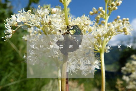 银行贷款逾期经侦立案拘留 银行贷款逾期经侦立案拘留