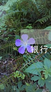 银行贷款逾期罚息复利计算 银行贷款逾期罚息复利计算