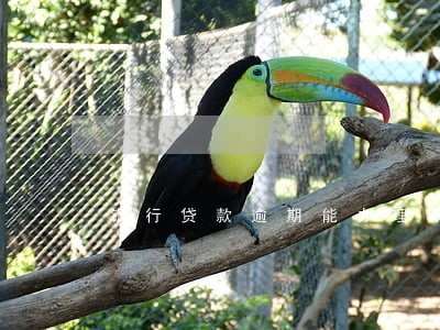 银行贷款逾期能办理分期吗 银行贷款逾期能办理分期吗