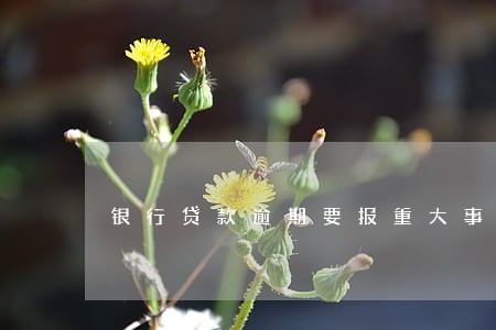 银行贷款逾期要报重大事项 银行贷款逾期要报重大事项