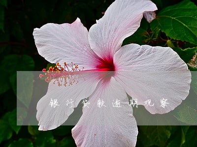 银行贷款逾期观察 银行贷款逾期观察