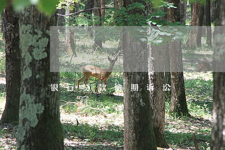 银行贷款逾期诉讼