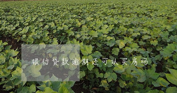 银行贷款逾期还可以买房吗 银行贷款逾期还可以买房吗
