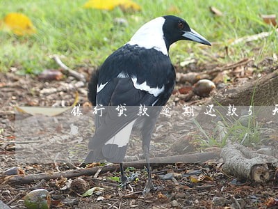 银行贷款逾期还款5天会怎样 银行贷款逾期还款5天会怎样