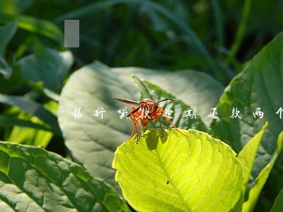 银行贷款逾期还款两个月 银行贷款逾期还款两个月