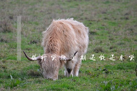 银行贷款逾期还能还车贷吗 银行贷款逾期还能还车贷吗