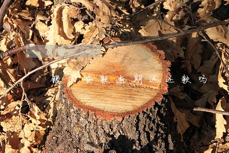 银行贷款逾期还还款吗 银行贷款逾期还还款吗
