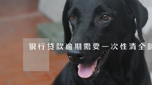 银行贷款逾期需要一次性清全额 银行贷款逾期需要一次性清全额