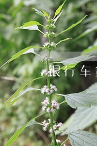 银行车贷晚还一天算不算逾期 银行车贷晚还一天算不算逾期