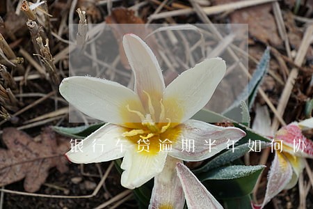 银行车贷逾期半年如何协商 银行车贷逾期半年如何协商