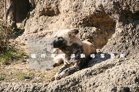 银行车贷逾期拖车费用 银行车贷逾期拖车费用