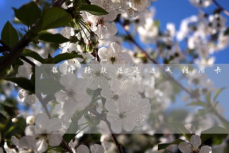 银行转款延迟造成信用卡逾期 银行转款延迟造成信用卡逾期