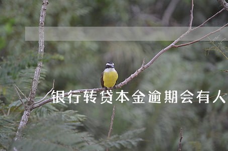 银行转贷本金逾期会有人接手吗 银行转贷本金逾期会有人接手吗