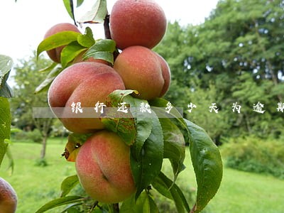 银行还款多少天为逾期 银行还款多少天为逾期