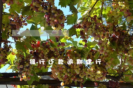 银行还款逾期建行 银行还款逾期建行