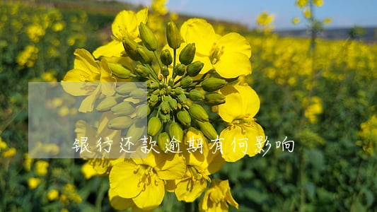 银行还款逾期有何影响 银行还款逾期有何影响