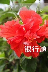 银行逾期260天会怎样 银行逾期260天会怎样