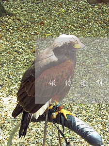 银行逾期26天还款 银行逾期26天还款