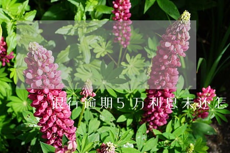 银行逾期5万利息未还怎么计算 银行逾期5万利息未还怎么计算