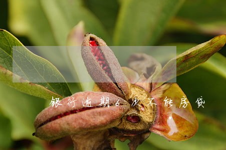 银行逾期6次不能房贷 银行逾期6次不能房贷