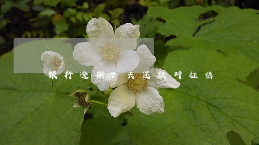 银行逾期7天还款对征信 银行逾期7天还款对征信