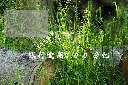 银行逾期900多亿 银行逾期900多亿