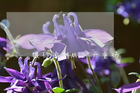 银行逾期M2严重吗