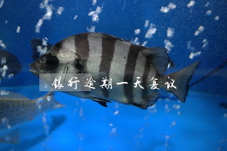 银行逾期一天复议 银行逾期一天复议