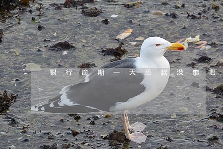 银行逾期一天还款没事吧