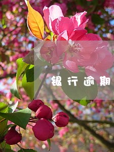 银行逾期一年没有还 银行逾期一年没有还