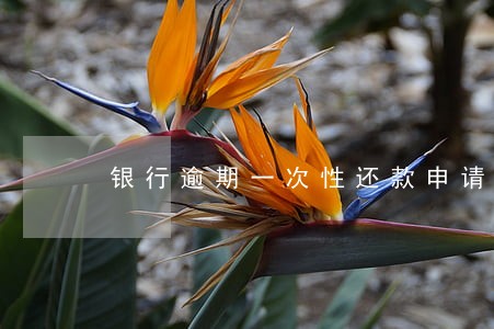 银行逾期一次性还款申请 银行逾期一次性还款申请