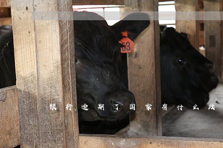 银行逾期了国家有什么政策 银行逾期了国家有什么政策