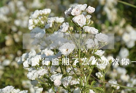 银行逾期了怎么办教你一招搞定 银行逾期了怎么办教你一招搞定