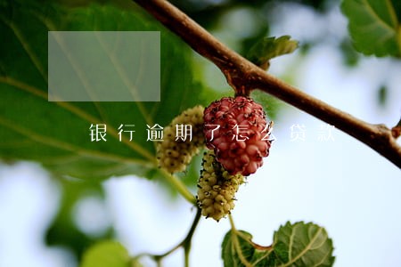 银行逾期了怎么贷款 银行逾期了怎么贷款
