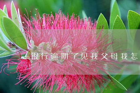 银行逾期了见我父母我怎么处理
