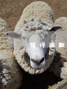 银行逾期二次能否贷款 银行逾期二次能否贷款