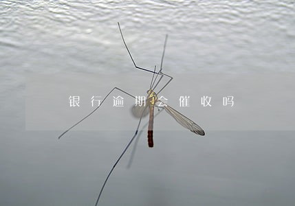 银行逾期会催收吗