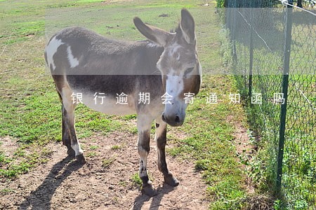 银行逾期会寄通知函吗