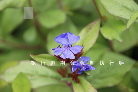 银行逾期会强制执行嘛 银行逾期会强制执行嘛