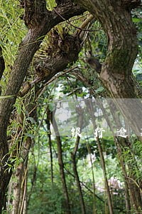银行逾期催