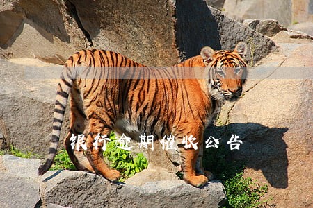 银行逾期催收公告 银行逾期催收公告
