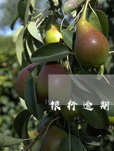 银行逾期催收函范本