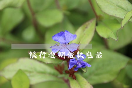 银行逾期催款电话 银行逾期催款电话