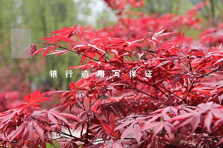 银行逾期写保证 银行逾期写保证